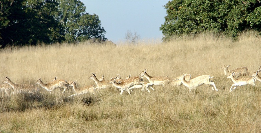 fallow deer